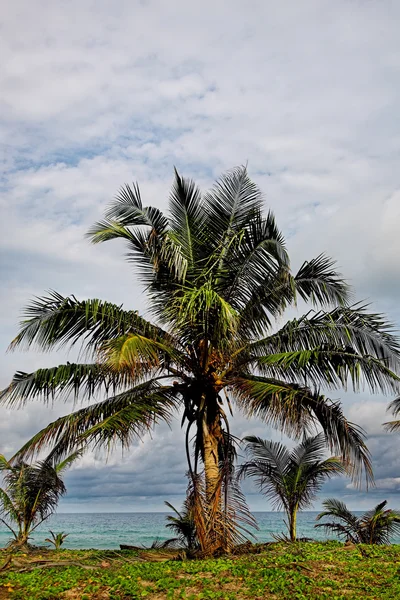 Palm träd lövverk — Stockfoto