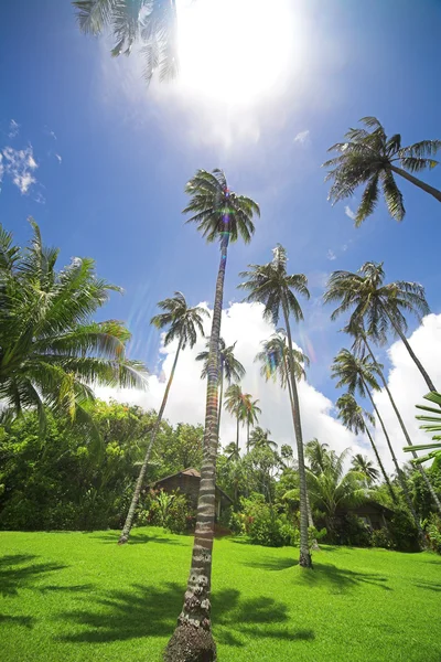 Palm trees foliage — Stock Photo, Image