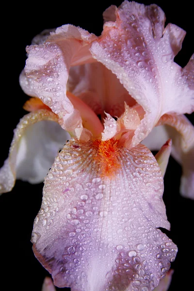 Krásný iris květ — Stock fotografie