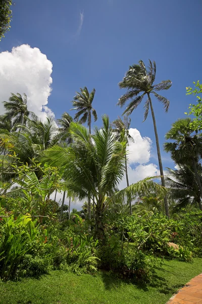 Bosque tropical verde — Foto de Stock