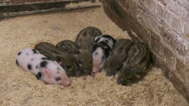 Hayvancılık Çiftliğinde domuzları