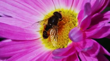 Arı Kasımpatı pembe Tozlaşmayı