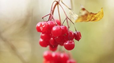 Kırmızı viburnum üzümü