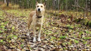 Sonbahar ormanındaki köpek.