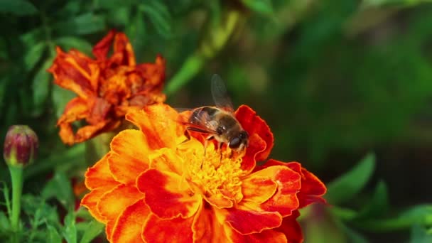 Пчела на цветах Мэриголд — стоковое видео