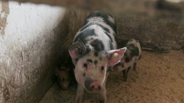 Selata a jejich matka na farmě zvířat — Stock video