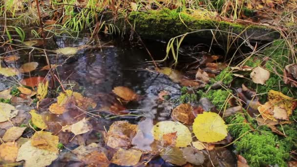 Pantano en bosque de otoño — Vídeo de stock