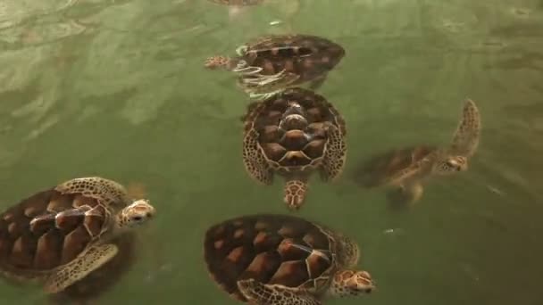 Θαλάσσιες χελώνες αγρόκτημα — Αρχείο Βίντεο