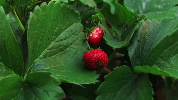 Two strawberries and green leaves — Stock Video