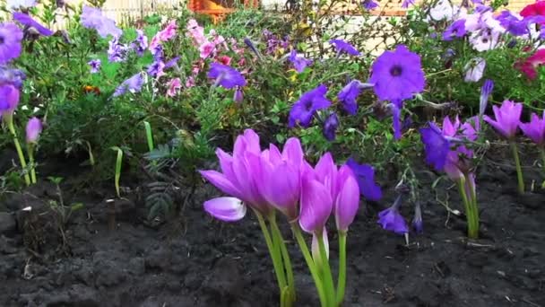 Colchicum and petunia flowers — Stock Video
