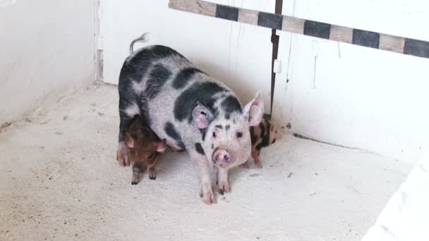 Porcs dans les élevages — Video