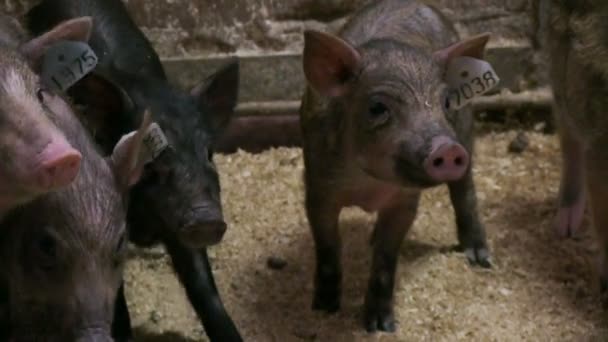 Свиньи на животноводческой ферме — стоковое видео