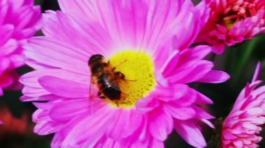 Arı Kasımpatı pembe Tozlaşmayı