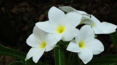 Beyaz plumeria çiçekler
