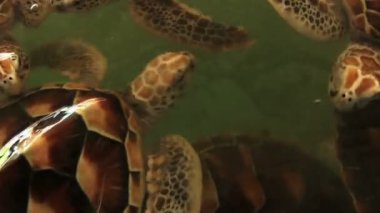 Deniz kaplumbağaları çiftlik