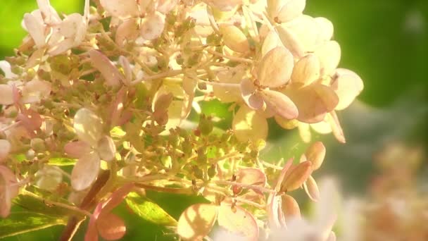 Weiße Hortensienblüten — Stockvideo