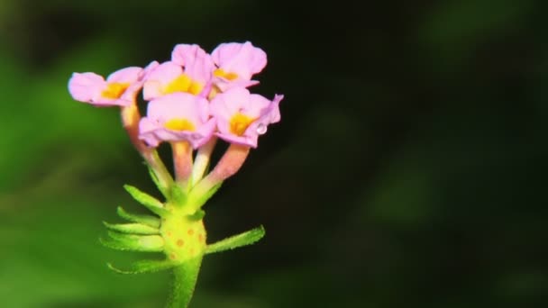 Hermosas flores rosadas — Vídeos de Stock