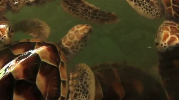 Ferme de tortues marines — Video