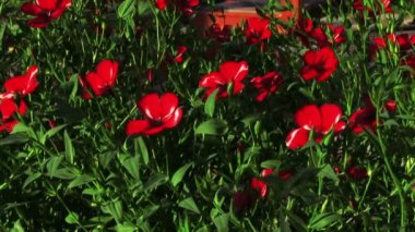 çiçeklenme yaz çiçek