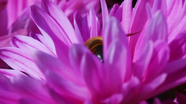 Volar sobre flor de crisantemo rosa — Vídeo de stock