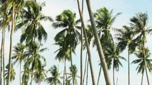 Tropical beach with palms — Stock Video