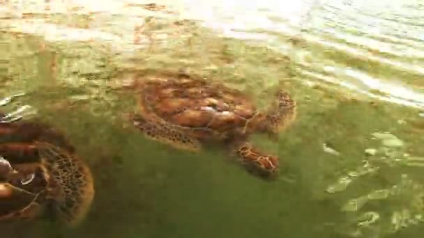 Zeeschildpadden Farm — Stockvideo