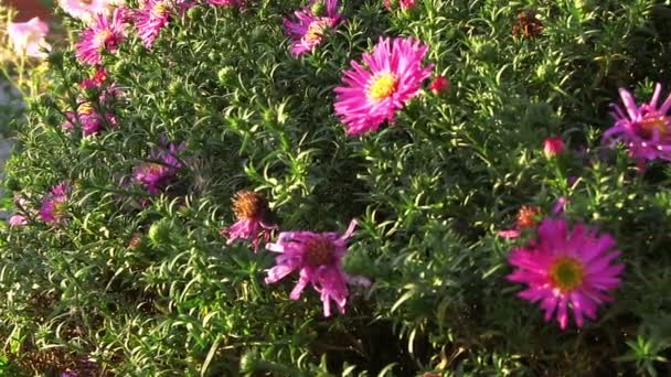 粉红色的菊花园 — 图库视频影像