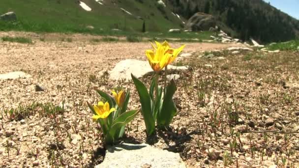 Campo de flores de montaña — Vídeo de stock