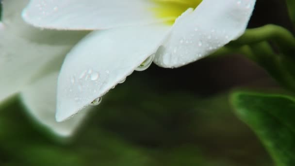 Flores de Plumeria Blanca — Vídeos de Stock