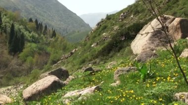 Dağ çiçeği hills