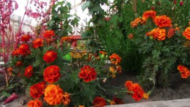 kadife çiçeği Çiçek Bahçesi