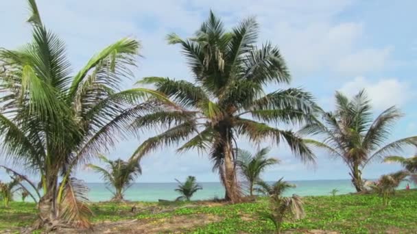 Tropical beach with red flag — Stock Video