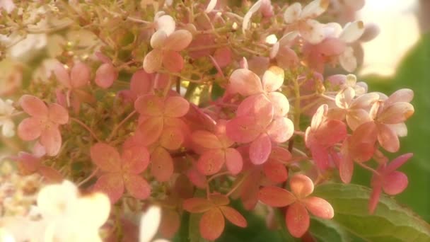 White hydrangea flowers — Stock Video