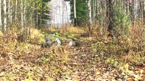 Polowania w jesień las. — Wideo stockowe