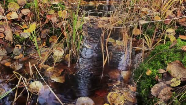 Caza en bosque otoñal . — Vídeos de Stock