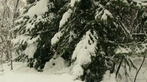 Floresta nevada de Altay — Vídeo de Stock