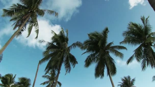 Playa tropical con palmeras — Vídeo de stock