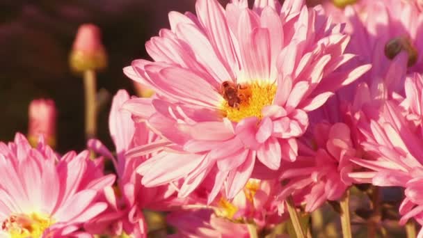 Abeja polinizando crisantemo rosa — Vídeos de Stock