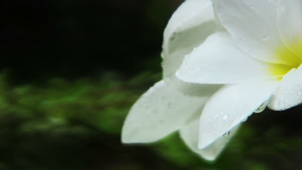 Plumeria biała kwiaty — Wideo stockowe