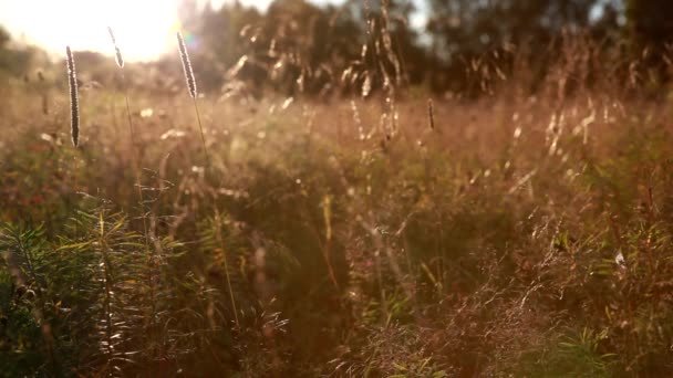 Bloemen gras in wind bij zonsondergang achtergrond — Stockvideo