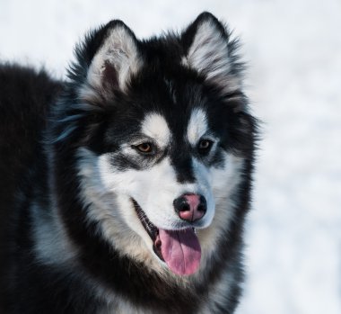 Mix doğurmak köpek yavrusu. Alaskan malamute ve Siberian dış yapraklar.