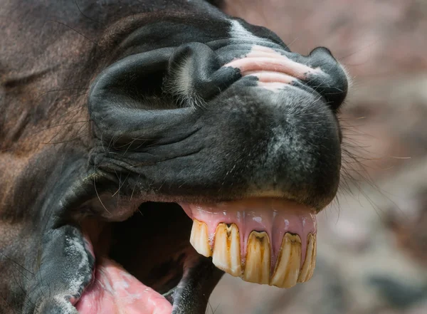 코와 하 품 말의 이빨 — 스톡 사진
