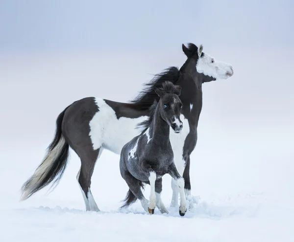 Mare whit potro de olhos azuis no campo de inverno — Fotografia de Stock