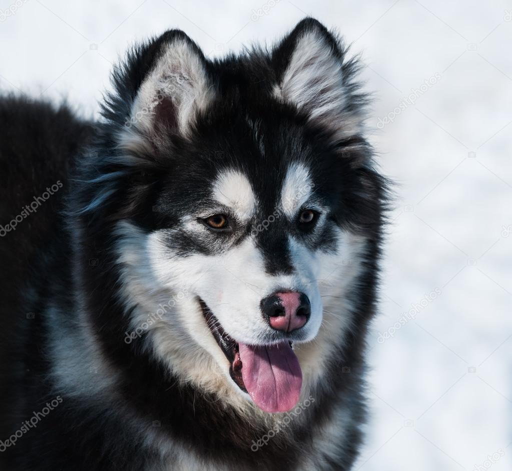 Cute Alaskan Malamute Siberian Husky Size