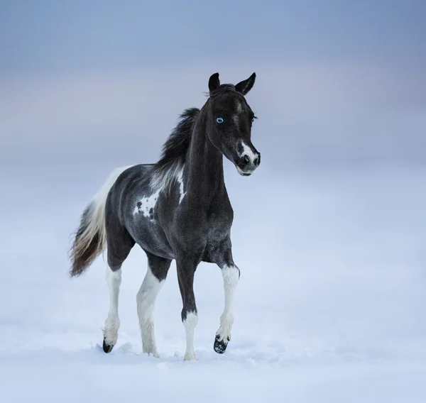 Niebieskooki źrebię spacery na snowfield — Zdjęcie stockowe