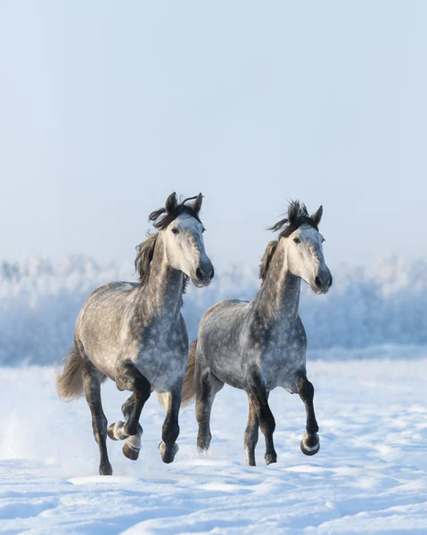 Dois cavalos cinzentos galopantes — Fotografia de Stock