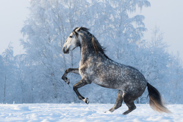 Purebred horse prancing on winter meadow