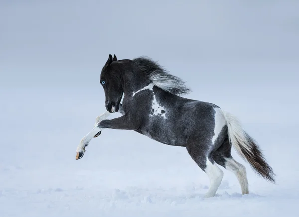 Μπλε-eyed foal παίζοντας στο χιόνι πεδίο — Φωτογραφία Αρχείου