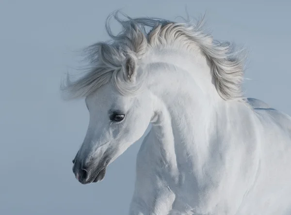 Retrato de cavalo branco — Fotografia de Stock