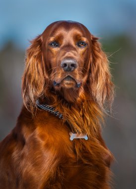 İrlandalı red setter